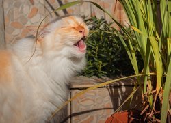 Rudawy kot obok rośliny