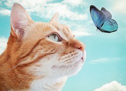 Rudawy kot patrzący na motyla