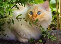 Rudawy kot przy gałązce