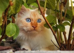 Rudawy kot w krzewach