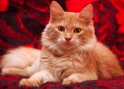 Rudawy kot z brązowymi oczami na czerwonej narzucie