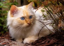 Rudawy kot z niebieskimi oczami