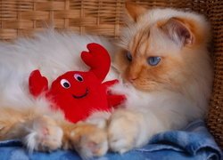 Rudawy kot z pluszowym krabem