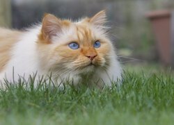 Rudawy niebieskooki kot leżący na trawie