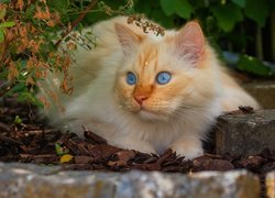 Rudawy niebieskooki kot leżący pod krzewem