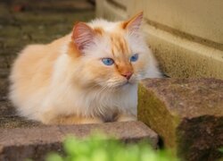 Rudawy niebieskooki kot obok kamiennych kostek
