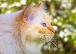 Rudawy niebieskooki kot z profilu