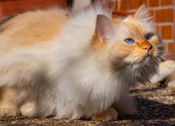 Rudawy niebieskooki kot