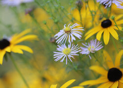 Astry, Rudbekie, Kwiaty