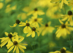 Rudbekia naga, Żółte, Kwiaty, Zbliżenie