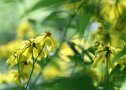 Rudbekia naga w rozmyciu