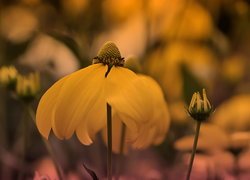 Rudbekia naga w zbliżeniu