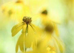 Rudbekia naga, Żółty, Kwiat, Zbliżenie