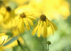 Rudbekia naga