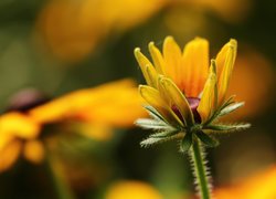 Rudbekia, Pąk, Żółty, Kwiat