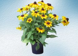 Kwiaty, Rudbekia, Bukiet