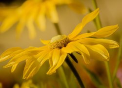 Rudbekia