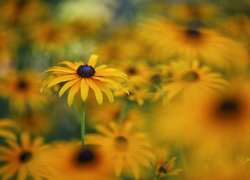 Rudbekie w zbliżeniu