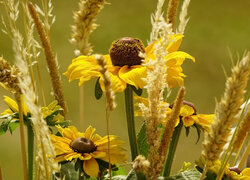 Żółte, Kwiaty, Rudbekie, Zboże, Trawa