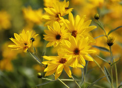 Kwiaty, Żółte, Rudbekie