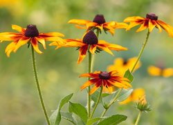 Rudbekie żółto-brązowe