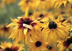 Rudbekie, Żółte, Kwiaty