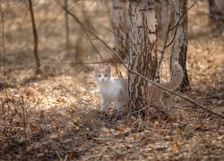 Rudo-biały kot w lesie