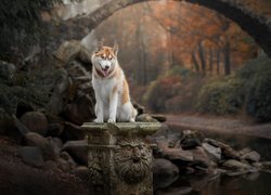 Rudo-biały siberian husky na postumencie