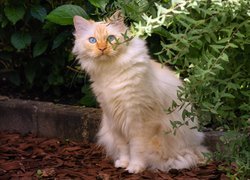 Rudo-biszkoptowy kot obok zielonych roślin