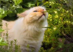 Rudo-biszkoptowy kot wśród zielonych roślin