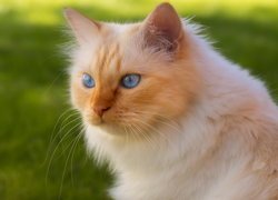 Rudo-biszkoptowy kot