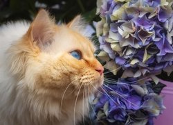 Rudowłosy kot obok kwiatów hortensji