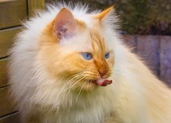 Rudowłosy kot z wystawionym językiem