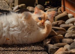 Rudy kot leżący na kamieniach