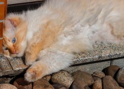 Rudy kot leżący obok kamieni