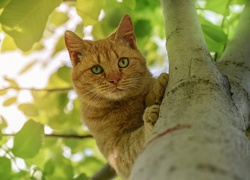 Rudy kot na drzewie
