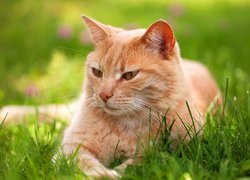 Rudy kot na zielonej trawie