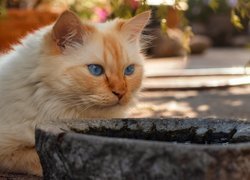 Rudy, Kot, Kamienna, Misa