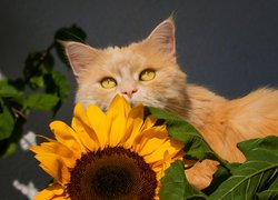 Rudy, Kot, Spojrzenie, Żółte, Oczy, Kwiat, Słonecznik, Liście