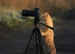 Rudy kot oparty o statyw z aparatem fotograficznym