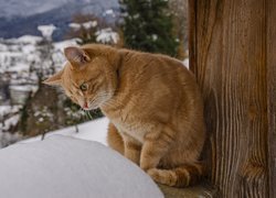 Rudy kot patrzący na śnieg