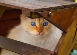 Rudy kot pod krzesłem