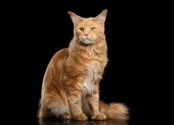 Rudy kot rasy maine coon