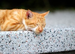 Rudy kot śpiący na murku