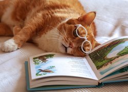 Rudy kot w okularach obok książki
