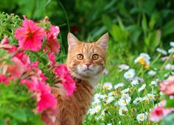 Rudy kot wśród kwiatów