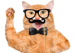 Rudy kot z wąsem w okularach i muszce