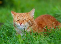 Rudy kot z zamkniętymi oczami w trawie