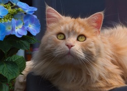 Rudy kotek obok kwiatów hortensji