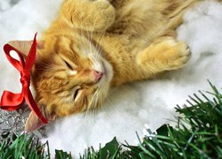 Rudy kotek z czerwoną kokardką